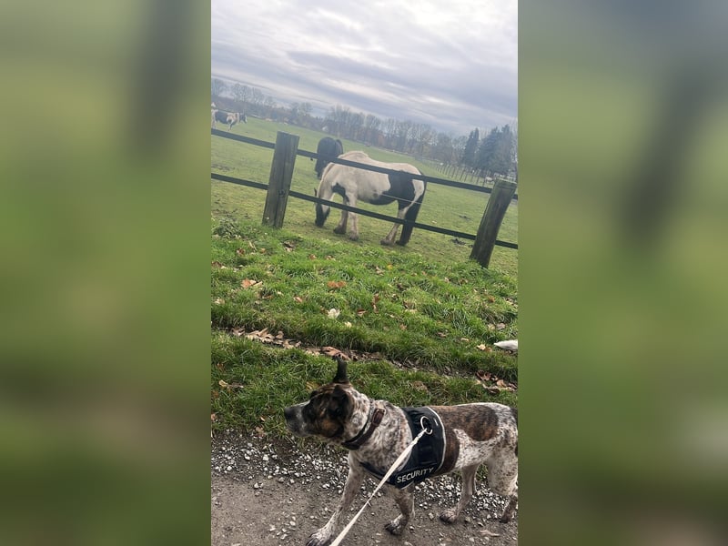 Paula sucht dringend ein nettes Zuhause