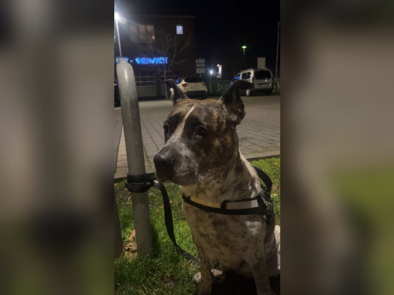 Paula sucht dringend ein nettes Zuhause