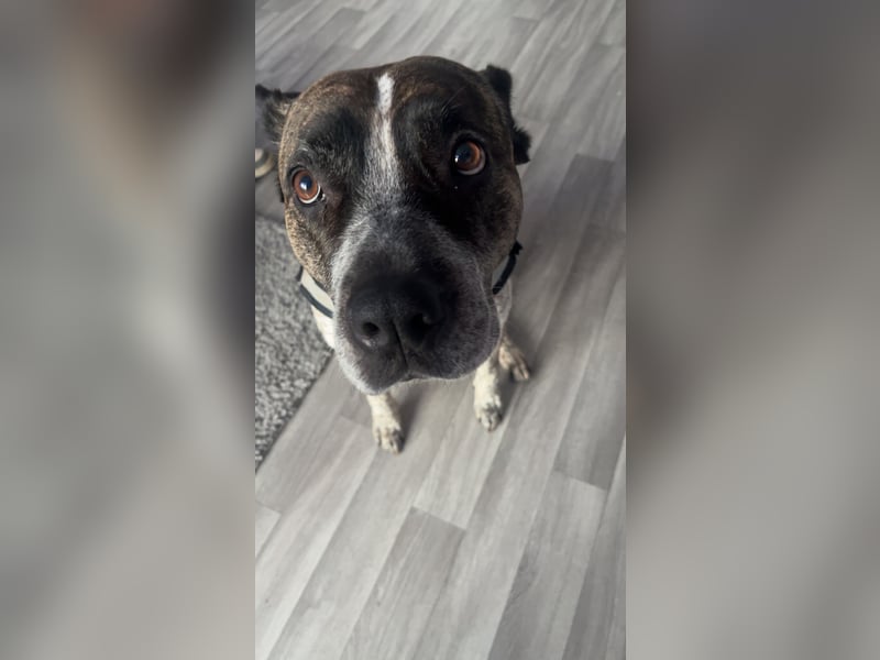 Paula sucht dringend ein nettes Zuhause