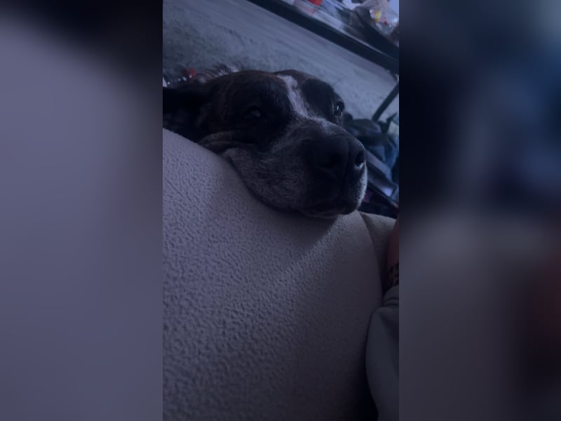 Paula sucht dringend ein nettes Zuhause