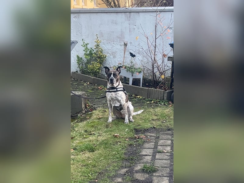 Paula sucht dringend ein nettes Zuhause