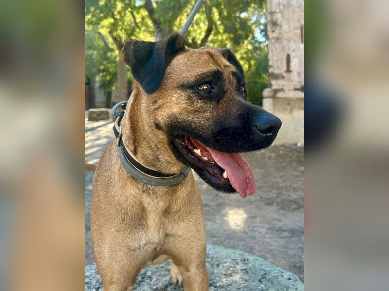 Cardiguinha, ein echte Boxer(mischling)
