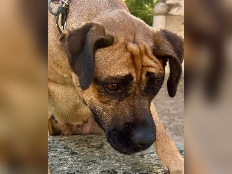 Cardiguinha, ein echte Boxer(mischling)