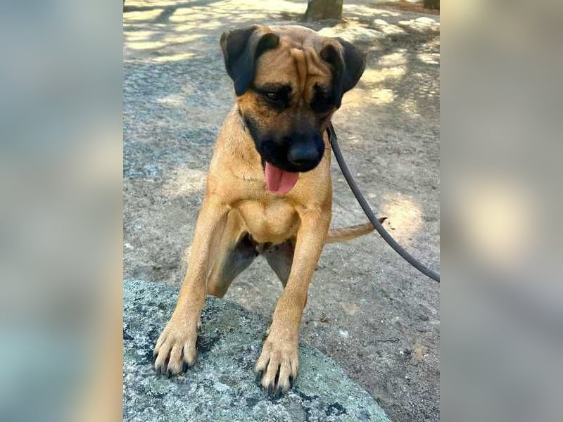 Cardiguinha, ein echte Boxer(mischling)