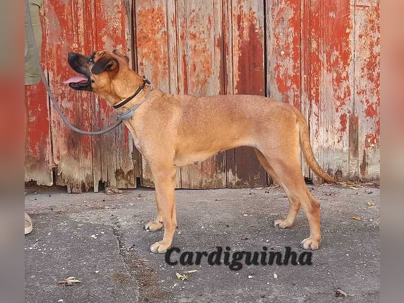 Cardiguinha, ein echte Boxer(mischling)