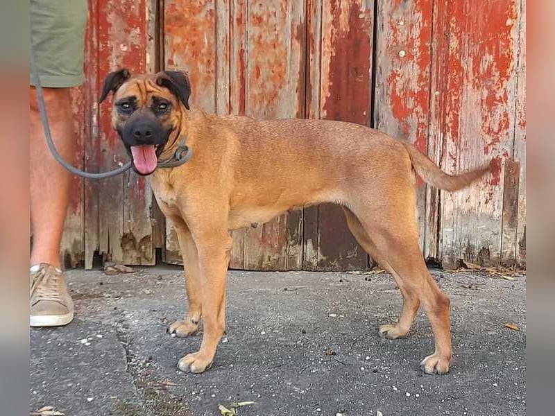 Cardiguinha, ein echte Boxer(mischling)