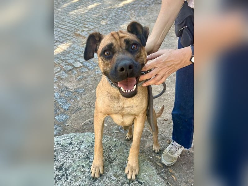 Cardiguinha, ein echte Boxer(mischling)