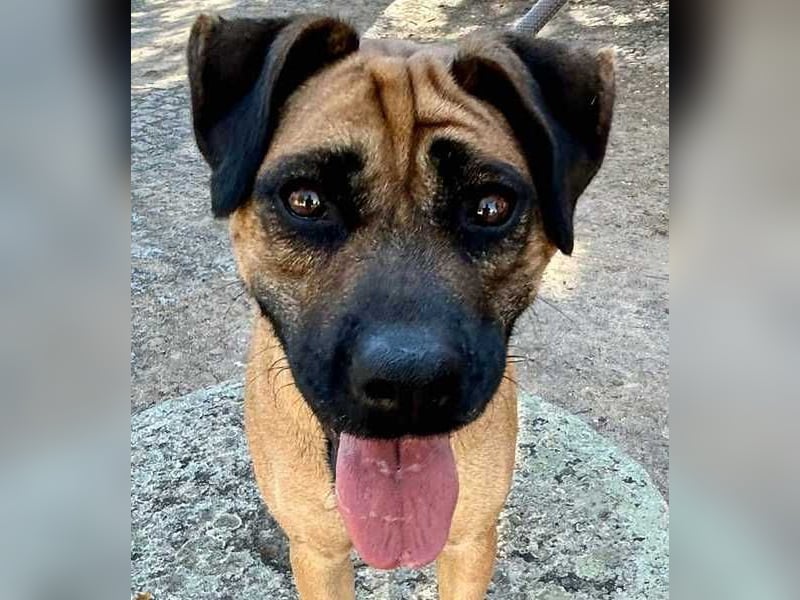 Cardiguinha, ein echte Boxer(mischling)