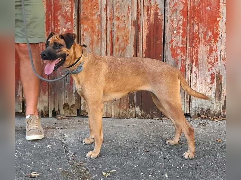 Cardiguinha, ein echte Boxer(mischling)