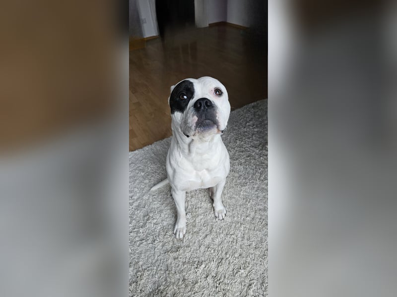 Boxer Mischling Boxer Mischling