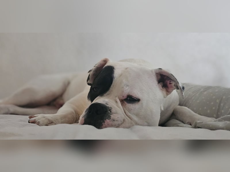 Boxer Mischling Boxer Mischling