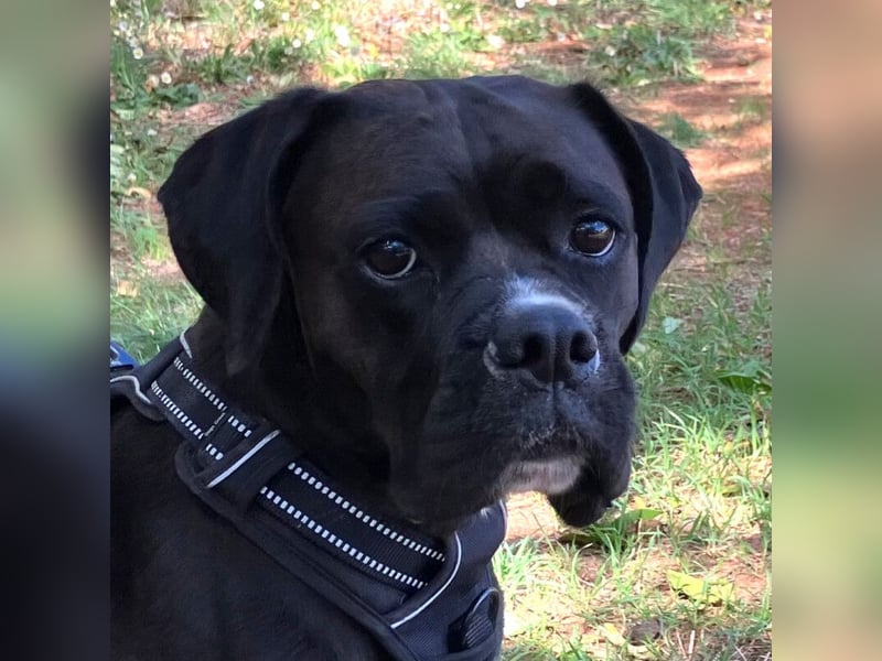 Black Abby - verschmust und lernfreudig - Tierhilfe Franken e.V.