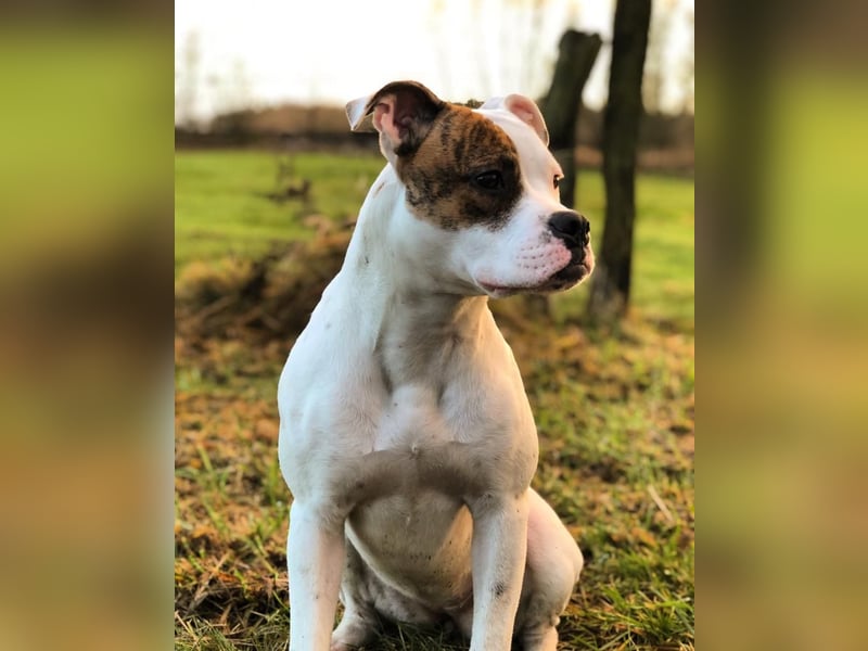 Liebevolle Boxer-Mix Hündin (5 Jahre) sucht neues Zuhause