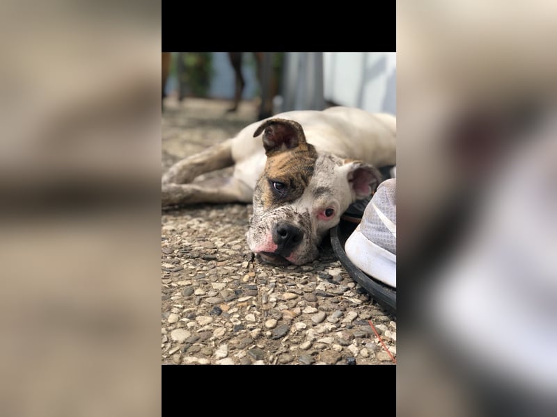 Liebevolle Boxer-Mix Hündin (5 Jahre) sucht neues Zuhause