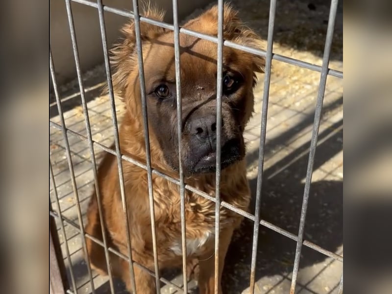 Grinch - Abenteuerhund sucht Mensch