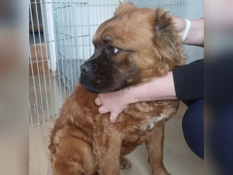 Grinch - Abenteuerhund sucht Mensch