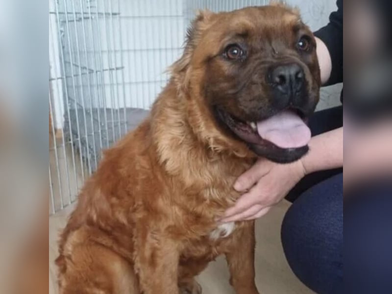 Grinch - Abenteuerhund sucht Mensch