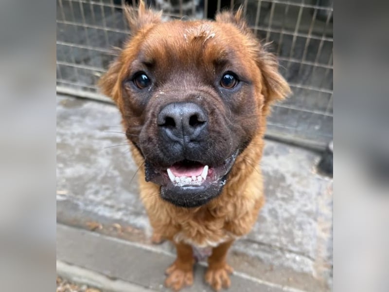 Grinch - Abenteuerhund sucht Mensch