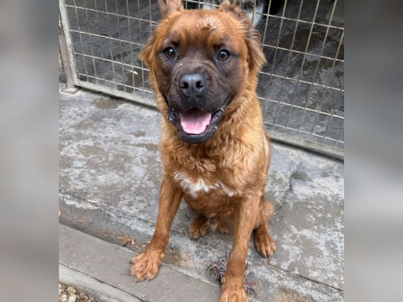 Grinch - Abenteuerhund sucht Mensch
