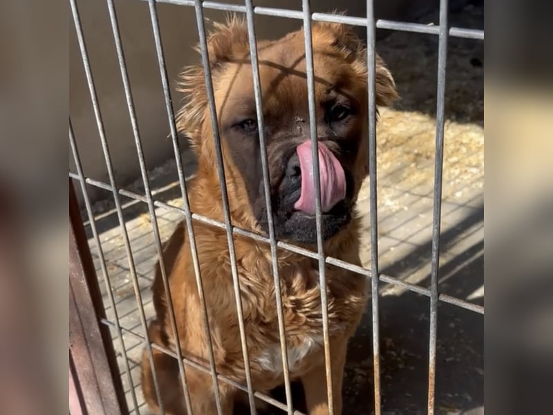 Grinch - Abenteuerhund sucht Mensch