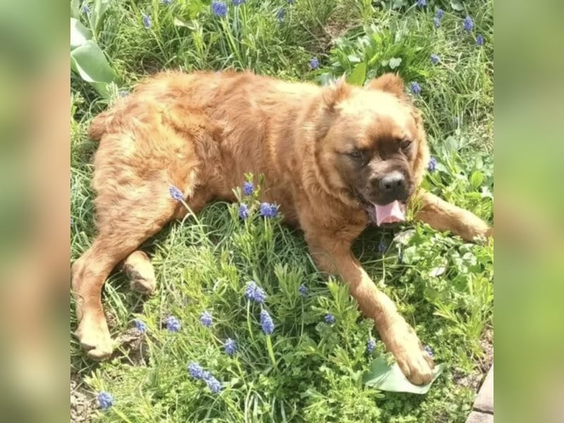 Grinch - Abenteuerhund sucht Mensch