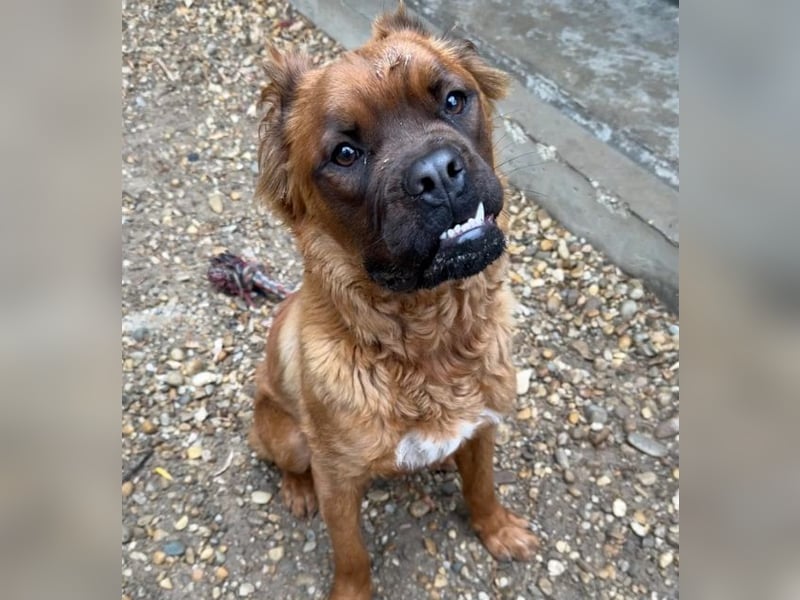 Grinch - Abenteuerhund sucht Mensch