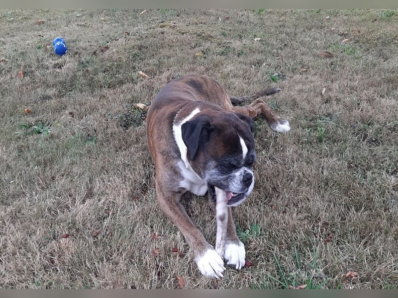 Lobo S276 sucht dringend ein neues Zuhause