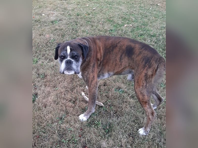 Lobo S276 sucht dringend ein neues Zuhause