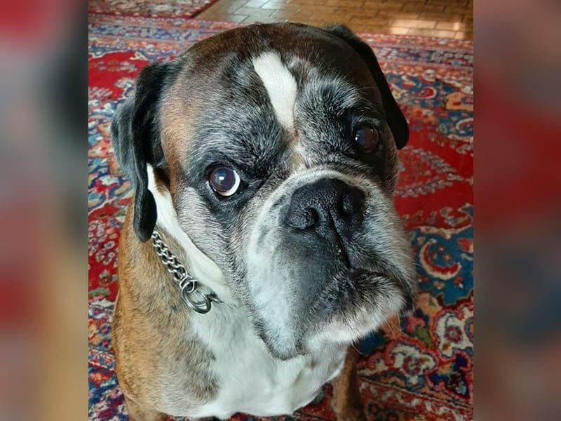 Lobo S276 sucht dringend ein neues Zuhause