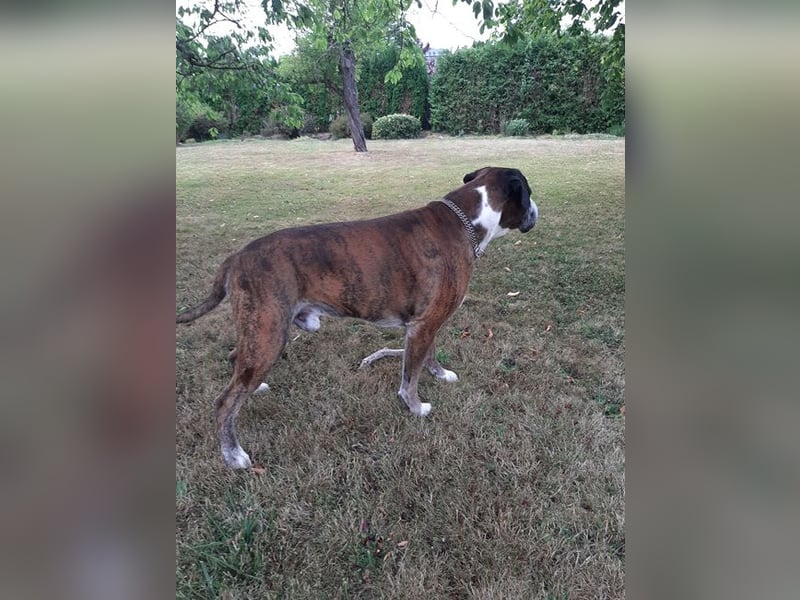 Lobo S276 sucht dringend ein neues Zuhause