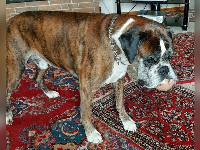 Lobo S276 sucht dringend ein neues Zuhause