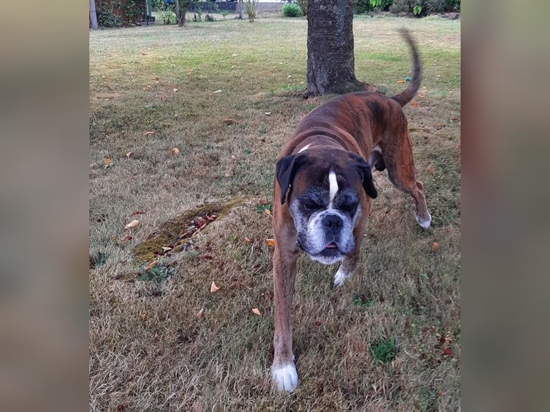 Lobo S276 sucht dringend ein neues Zuhause