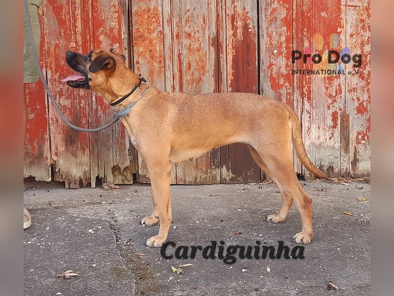 Cardiguinja