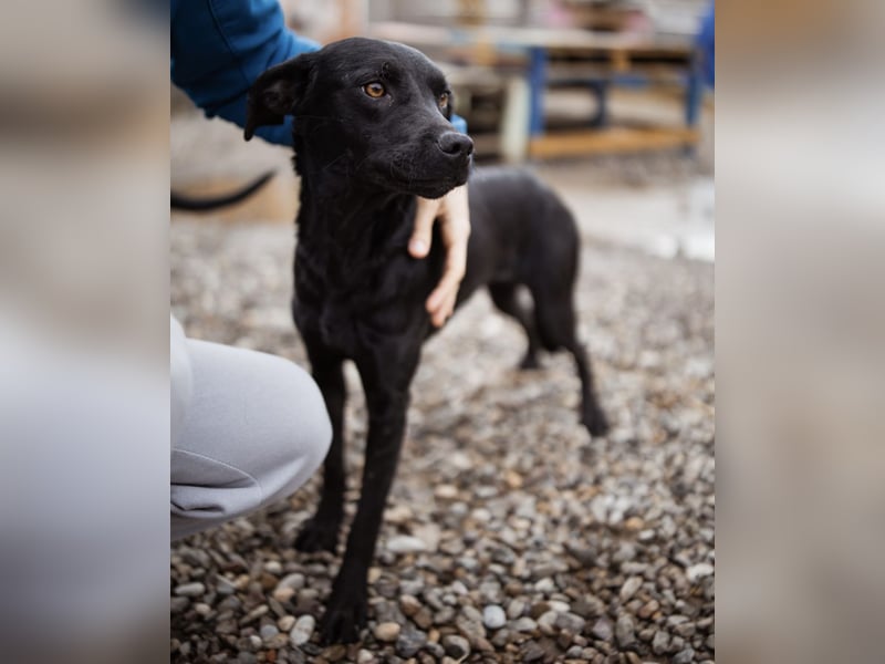 Ivy eine sanfte Seele