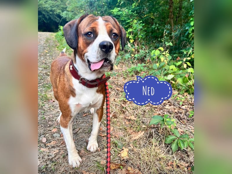 NED ein Traumhund