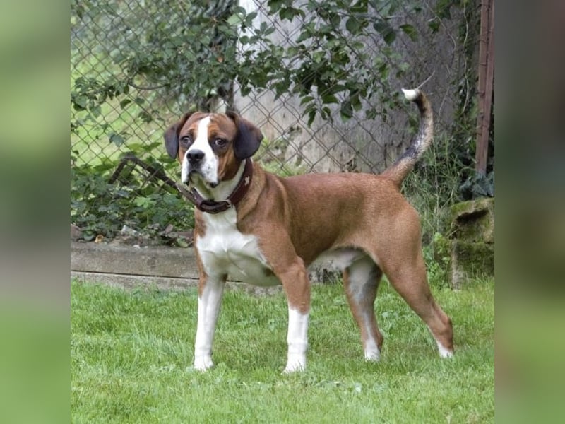 NED ein Traumhund