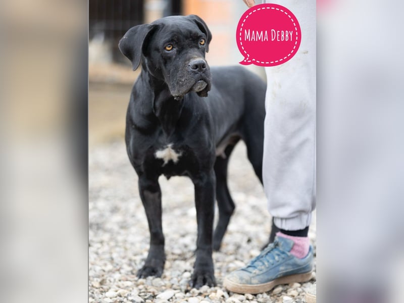 Ivy eine sanfte Seele