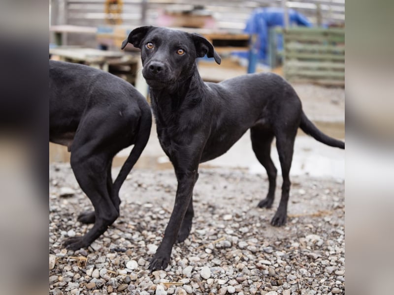 Ivy eine sanfte Seele