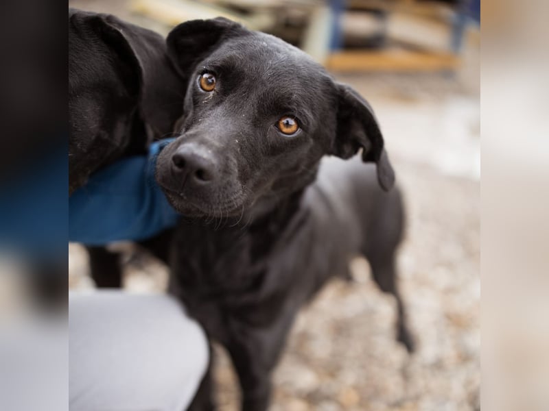 Ivy eine sanfte Seele