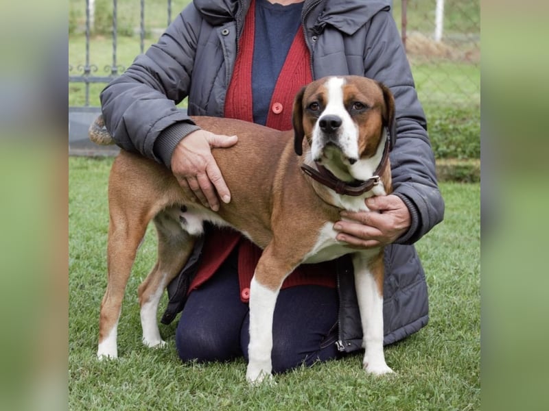 NED ein Traumhund