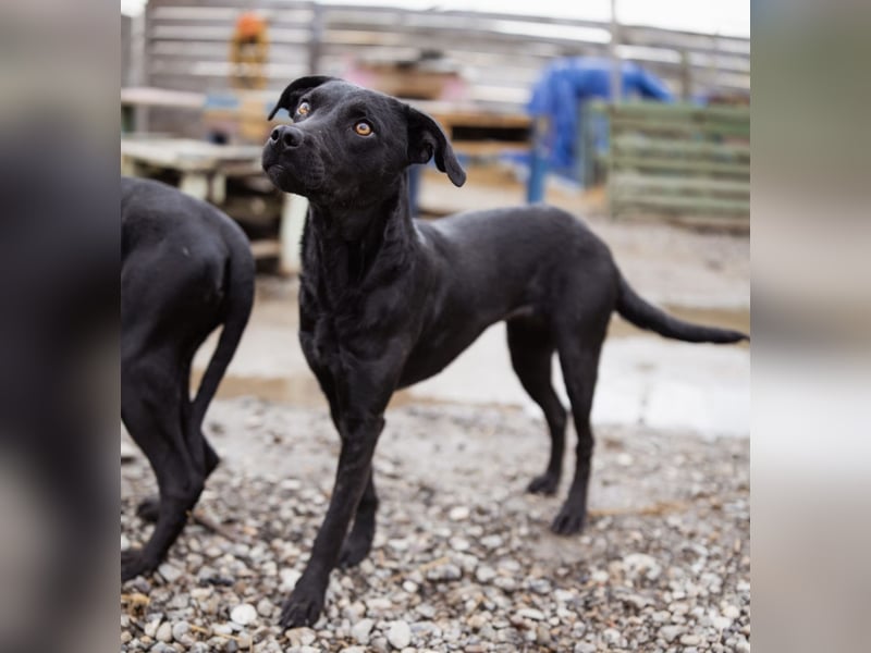 Ivy eine sanfte Seele