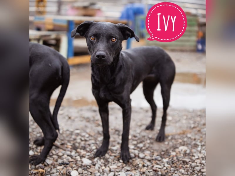 Ivy eine sanfte Seele