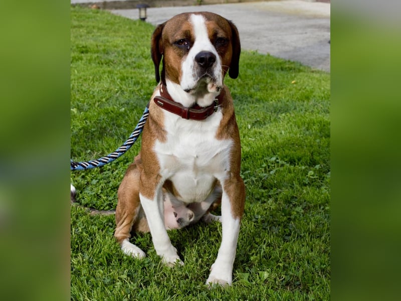 NED ein Traumhund