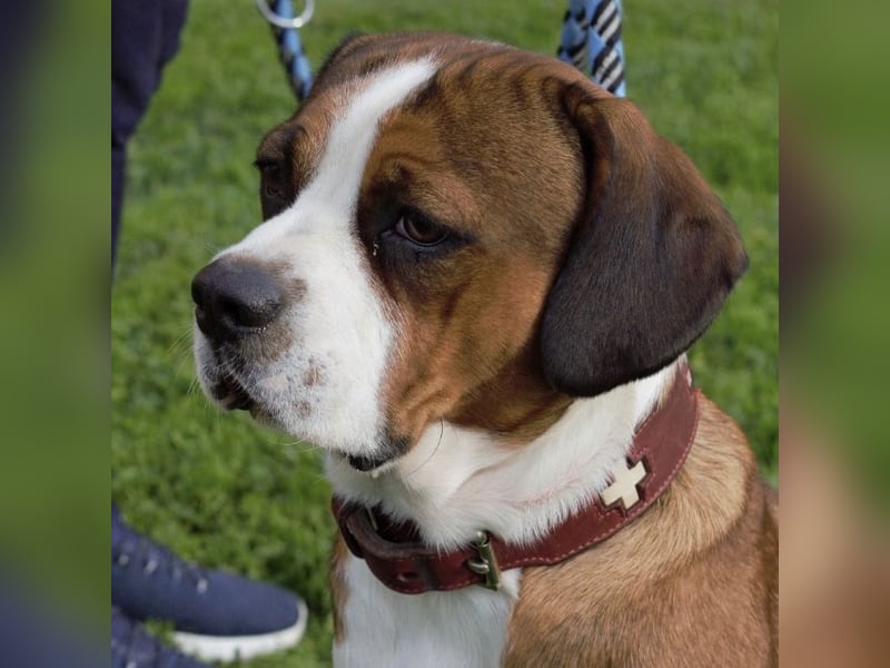 NED ein Traumhund