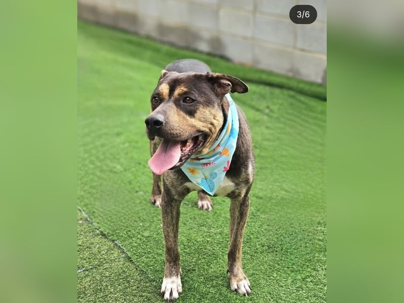 Lieber Boxermix mit Sinn für Abenteuer ,aber auch Sofa 25kg geb.2022