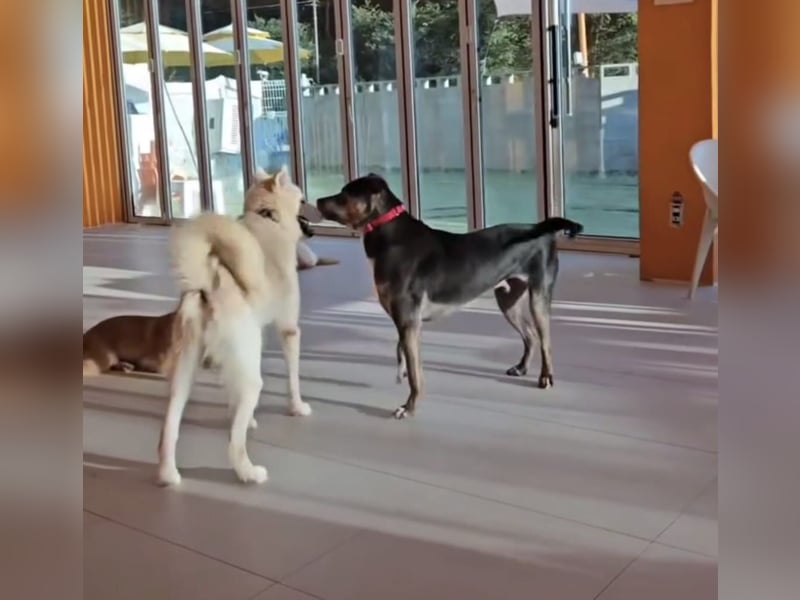 Lieber Boxermix mit Sinn für Abenteuer ,aber auch Sofa 25kg geb.2022