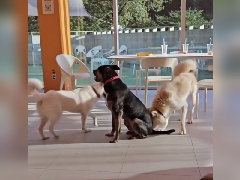 Lieber Boxermix mit Sinn für Abenteuer ,aber auch Sofa 25kg geb.2022