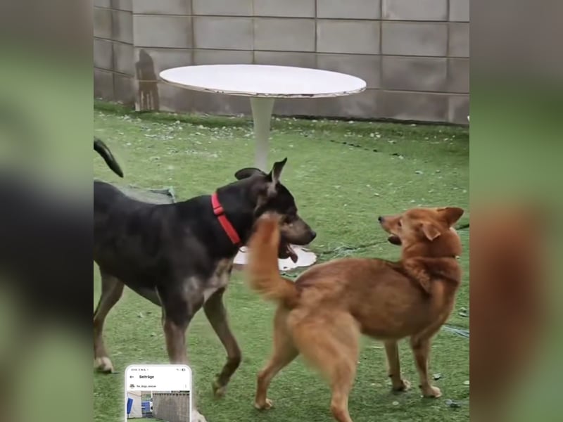 Lieber Boxermix mit Sinn für Abenteuer ,aber auch Sofa 25kg geb.2022