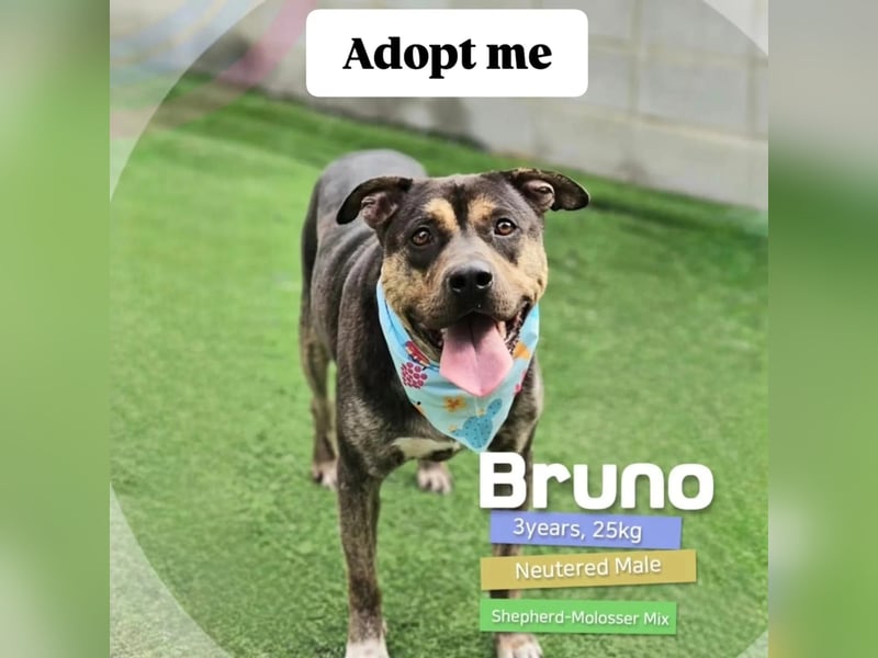 Lieber Boxermix mit Sinn für Abenteuer ,aber auch Sofa 25kg geb.2022