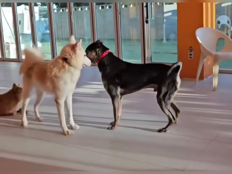 Lieber Boxermix mit Sinn für Abenteuer ,aber auch Sofa 25kg geb.2022